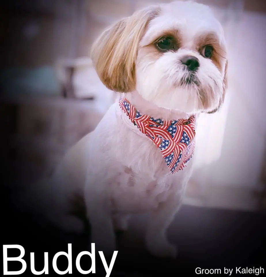 Pawleighs Mobile Grooming branded promotional image