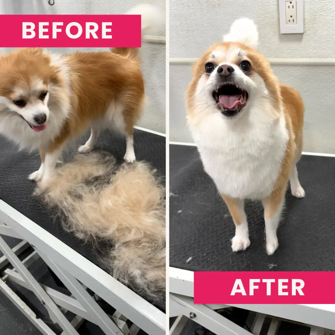 Groomed pet featured by TLC Mobile Pet Grooming