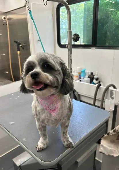 Groomed pet photo from Absolute Pawfection Mobile Pet Salon