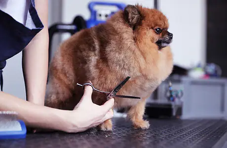 Dog receiving a full grooming service from Mutty Pawz Grooming.