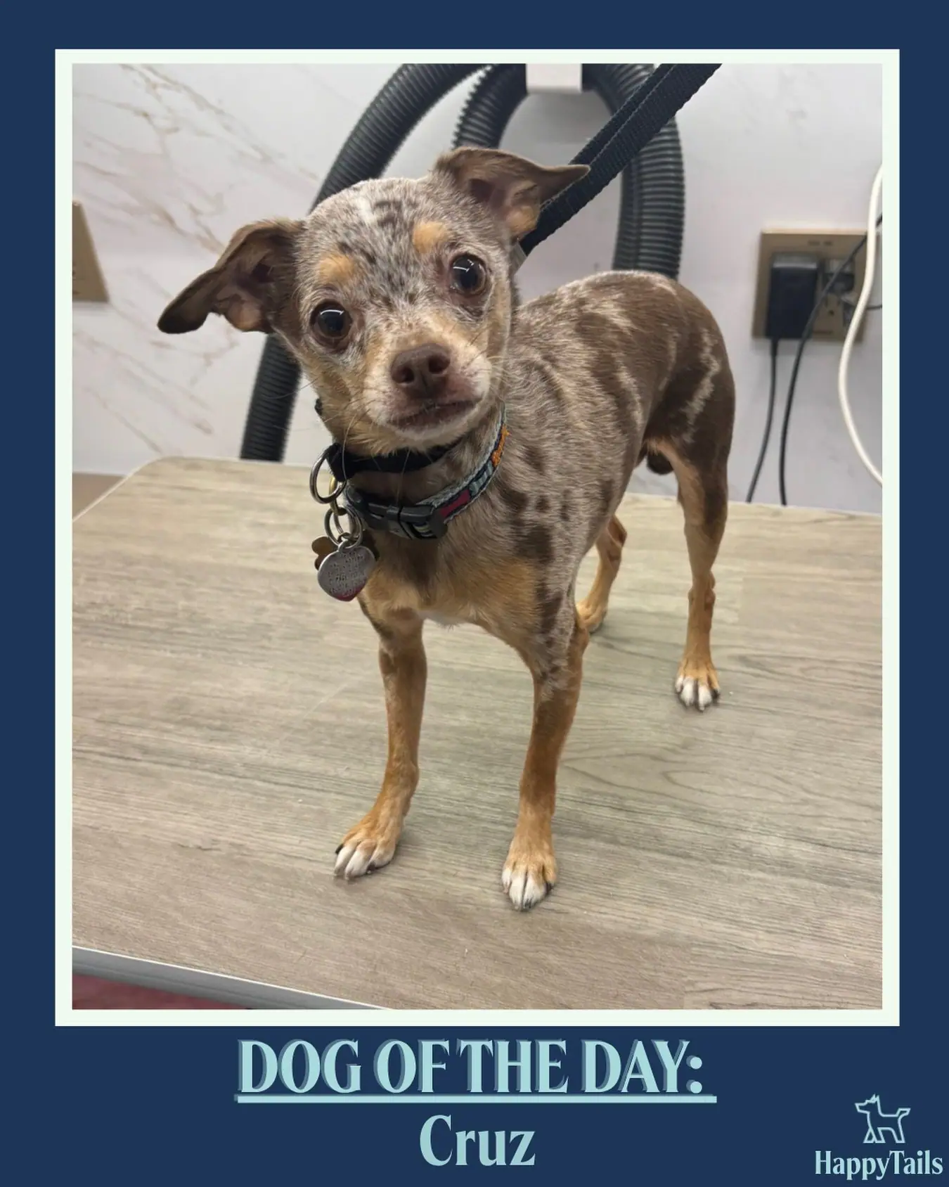 Groomed dog Cruz featured by Happy Tails Mobile Pet Care