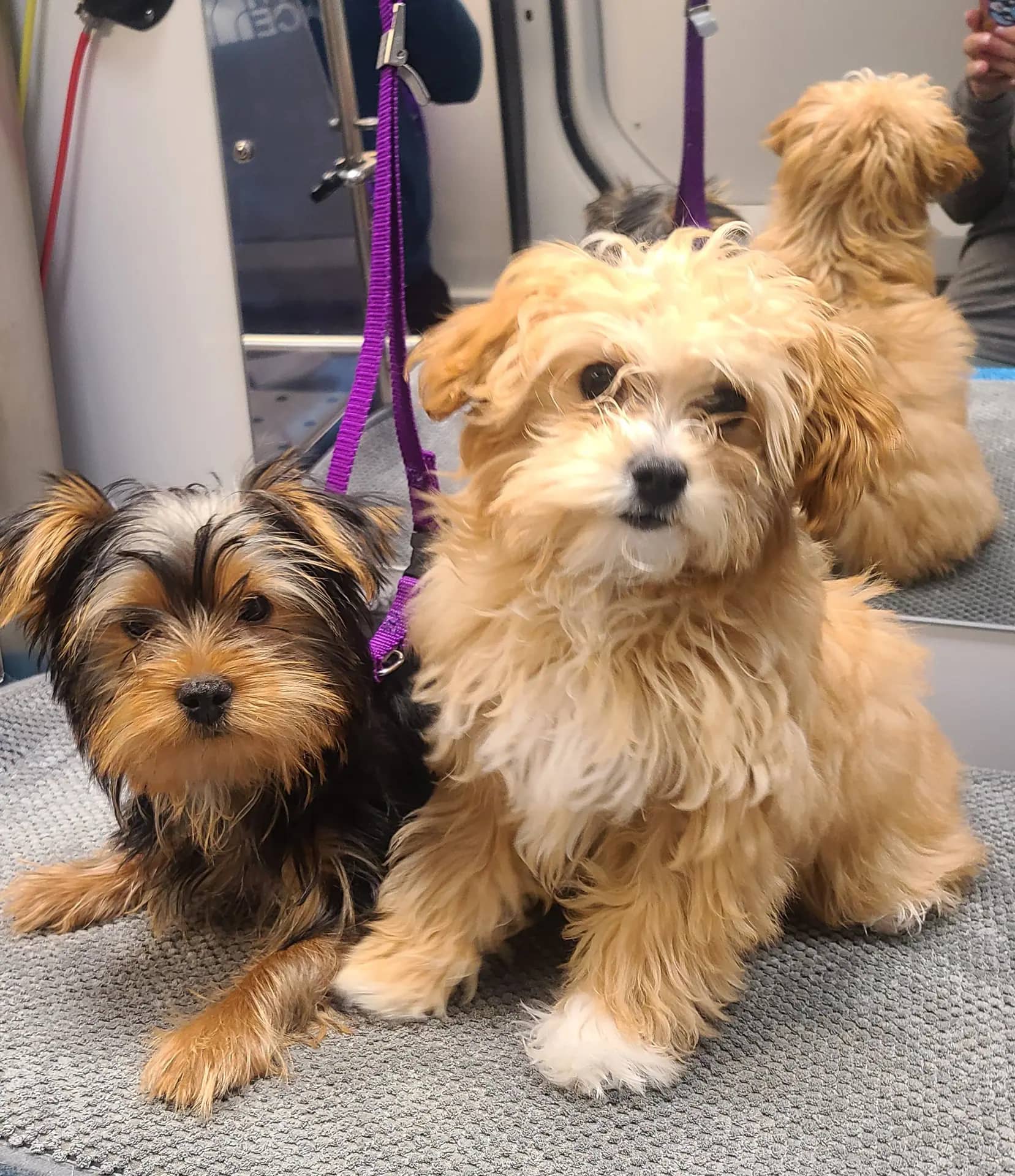 At Your Door Mobile Pet Waggin grooming van