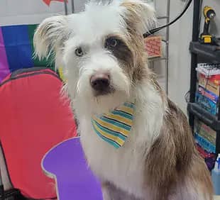 Dog groomed by Country Creature Comforts
