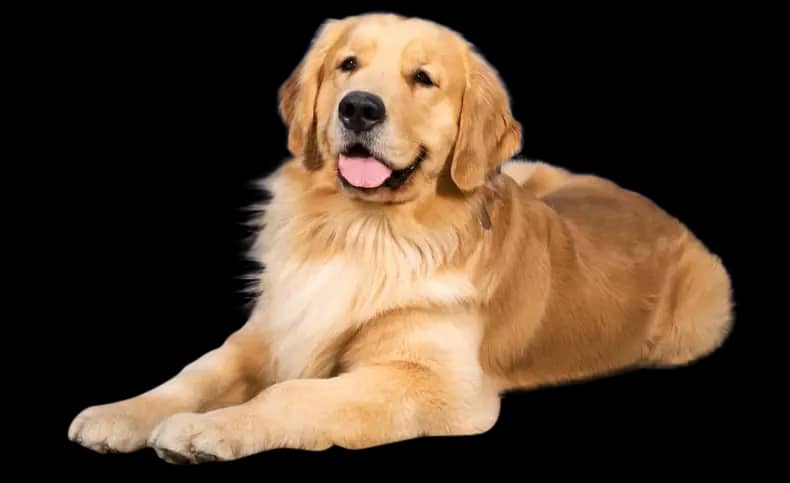 Dog featured on Top Hat N Tails Grooming homepage