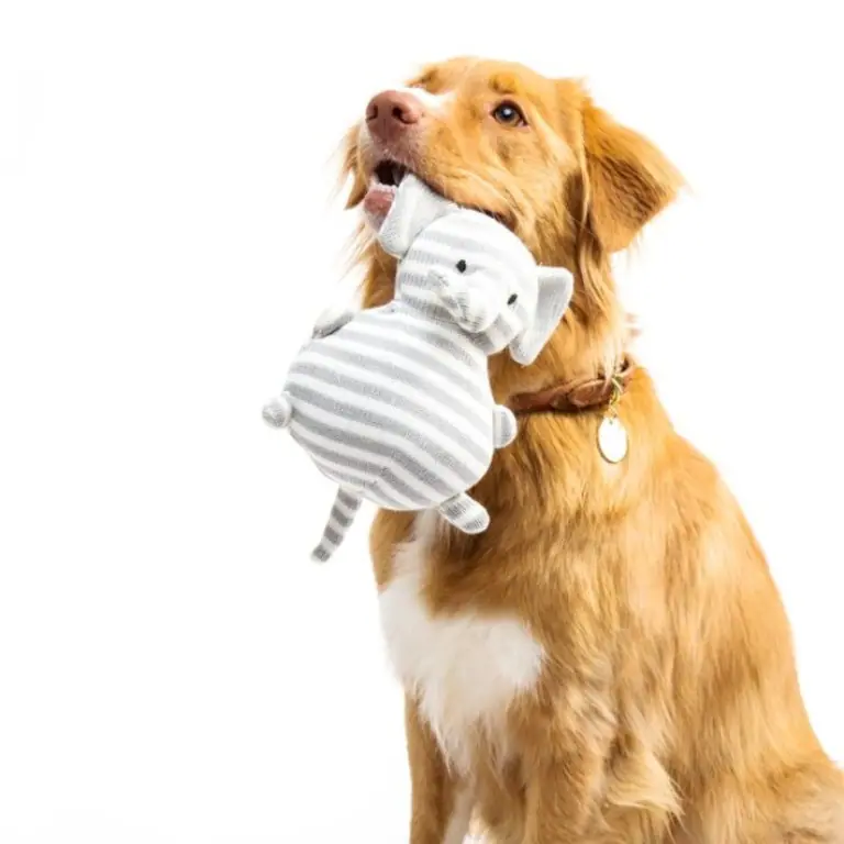 Wagging Zone mobile grooming service image