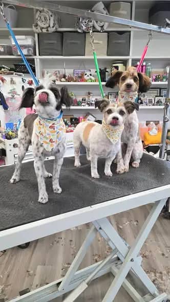 Groomed pet photo from Bad to the Bone Pet Grooming