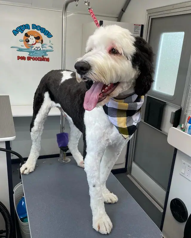 Aqua Doggy pet grooming image
