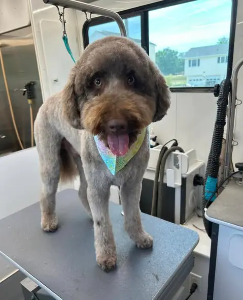 Freshly groomed dog shared by Absolute Pawfection Mobile Pet Salon