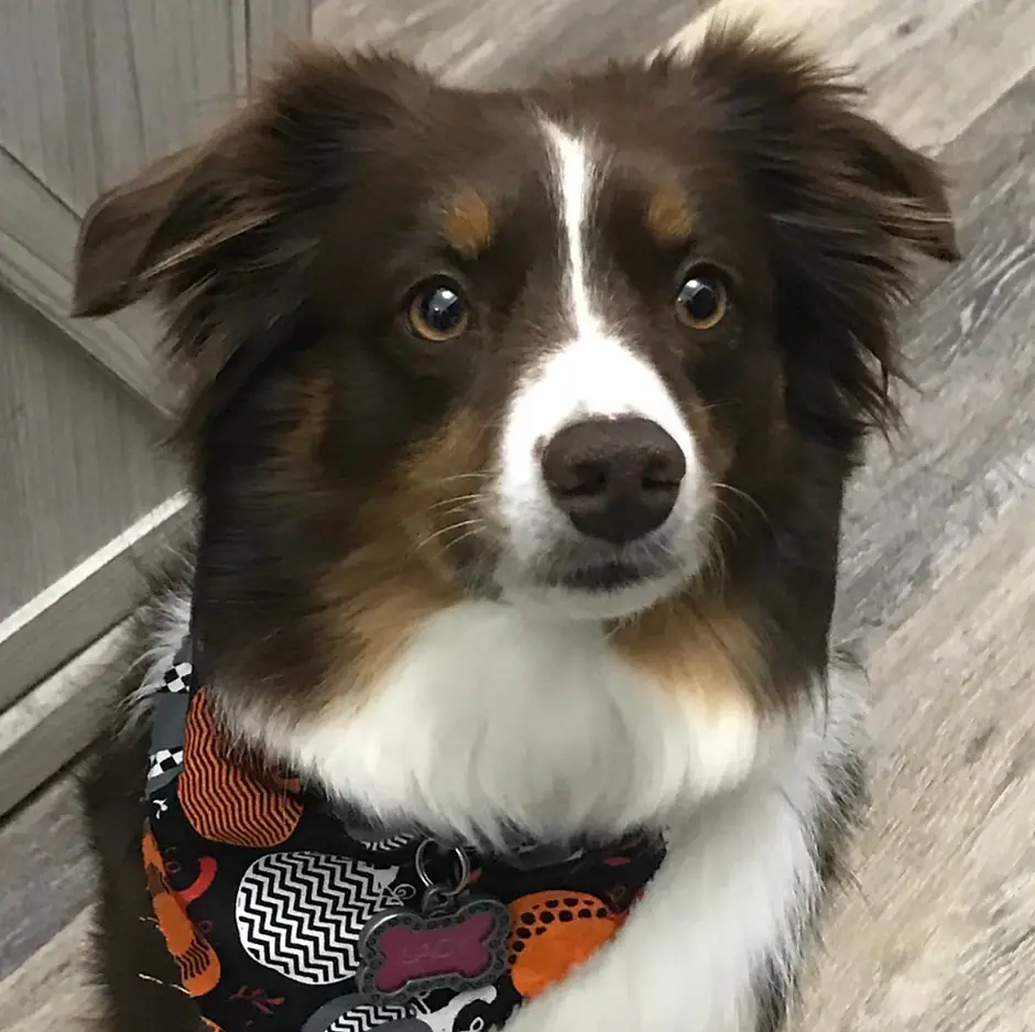 Freshly groomed dog from Dogs N Divas Mobile Grooming
