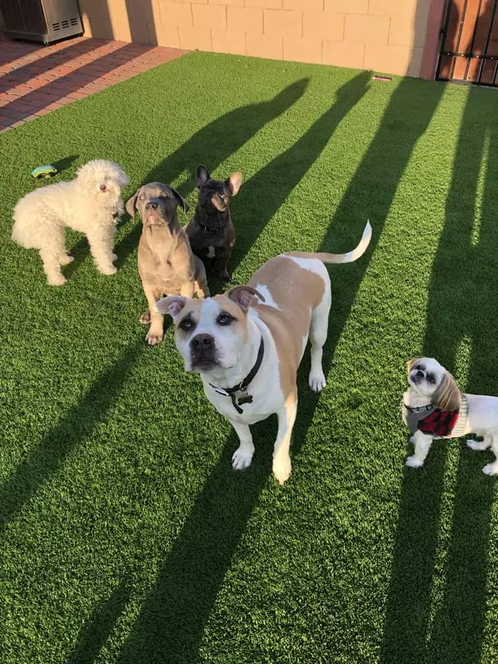 Sunny Days Mobile Grooming owner with her dogs