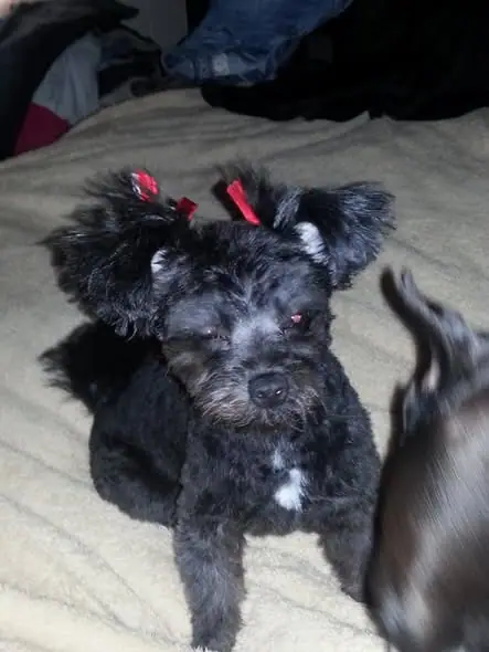 Dog grooming result photo from Klassy Dog Home Grooming Salon