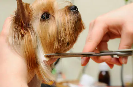 Freshly groomed dog featured by Park N Bark Mobile Pet Grooming in Tucson