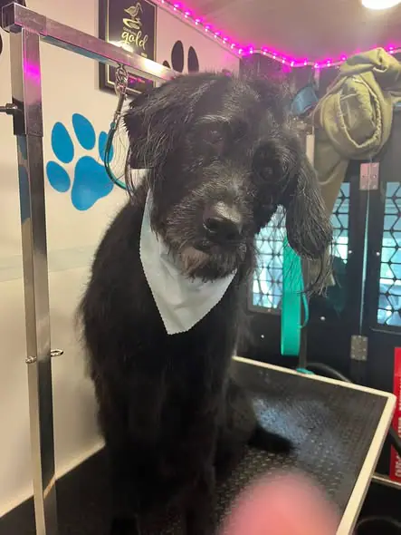 Freshly groomed dog posted by Sandy Paws Grooming on the Go