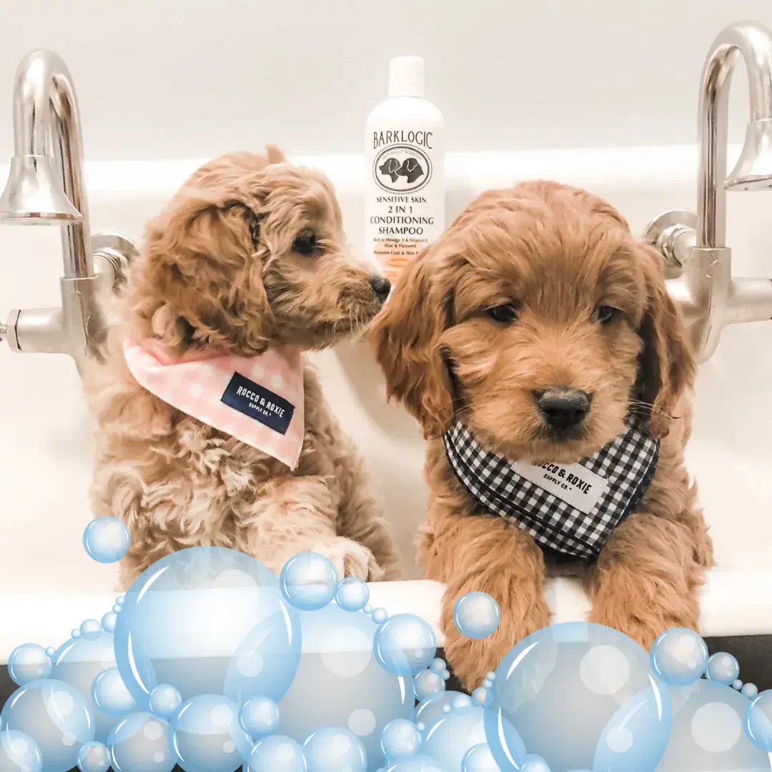 Blue Dog mobile grooming setup