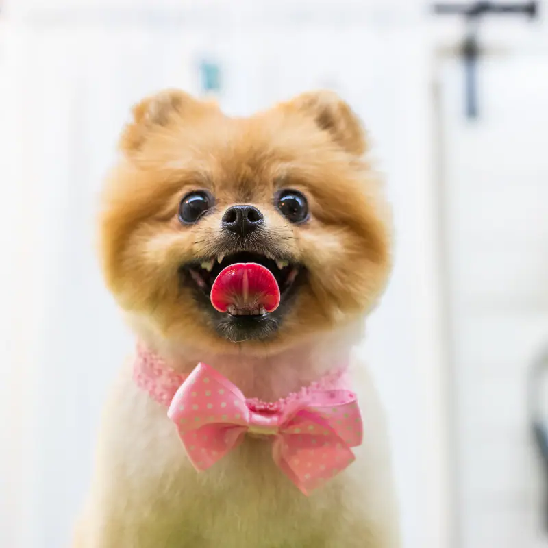 Groomed dog from The Pampered Pet Philly