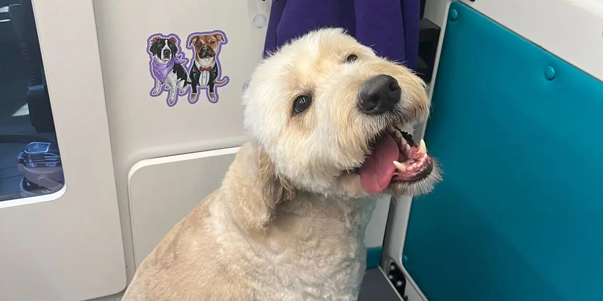 The Dog Tailor Mobile Grooming van setup for driveway service