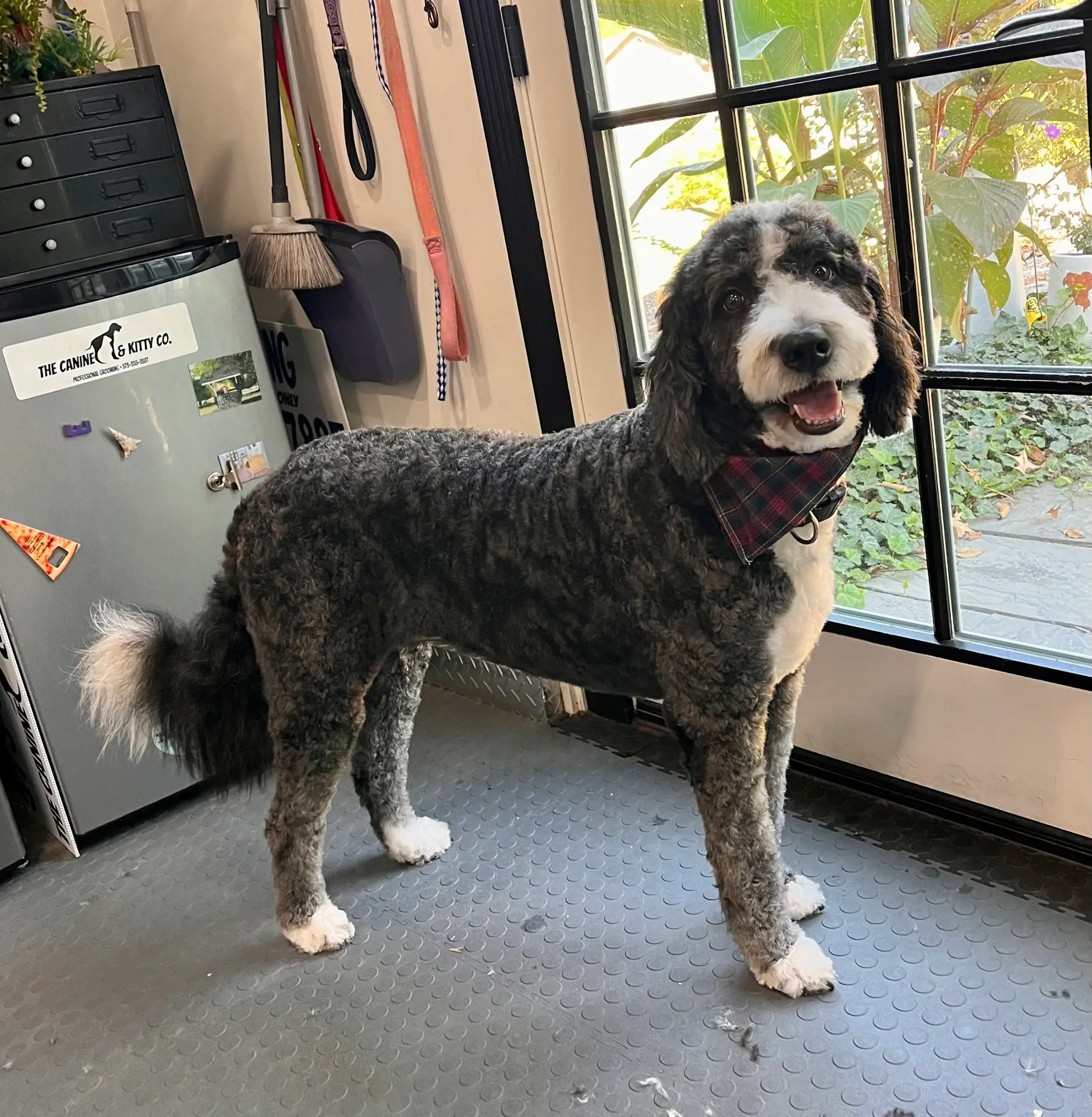 Groomed dog from The Canine & Kitty Co. in Columbia