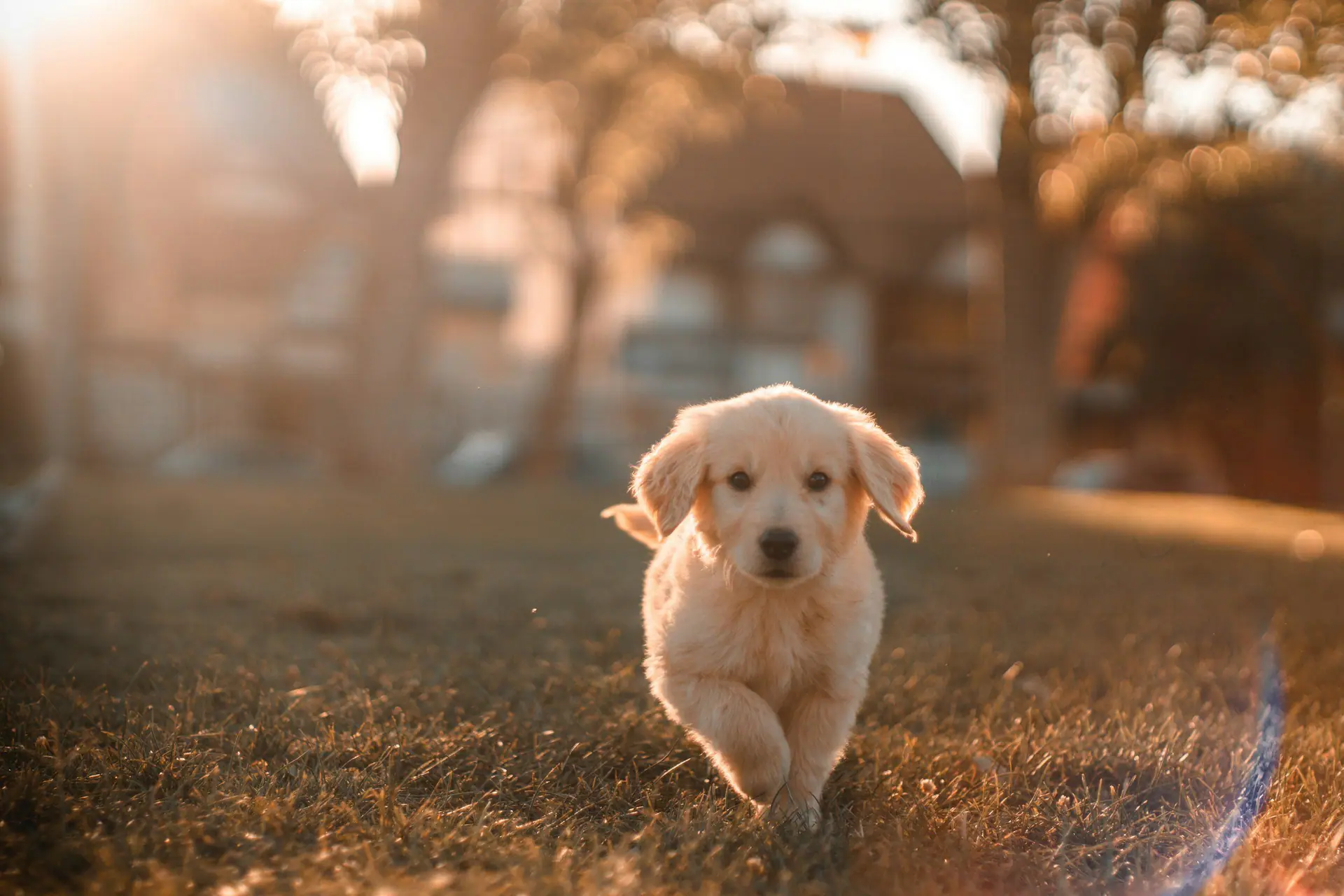 Le Puppery dog grooming image
