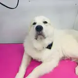 Dog grooming photo from Lu's Zoom & Groom LLC