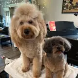 Additional grooming result from Sassy Grooms