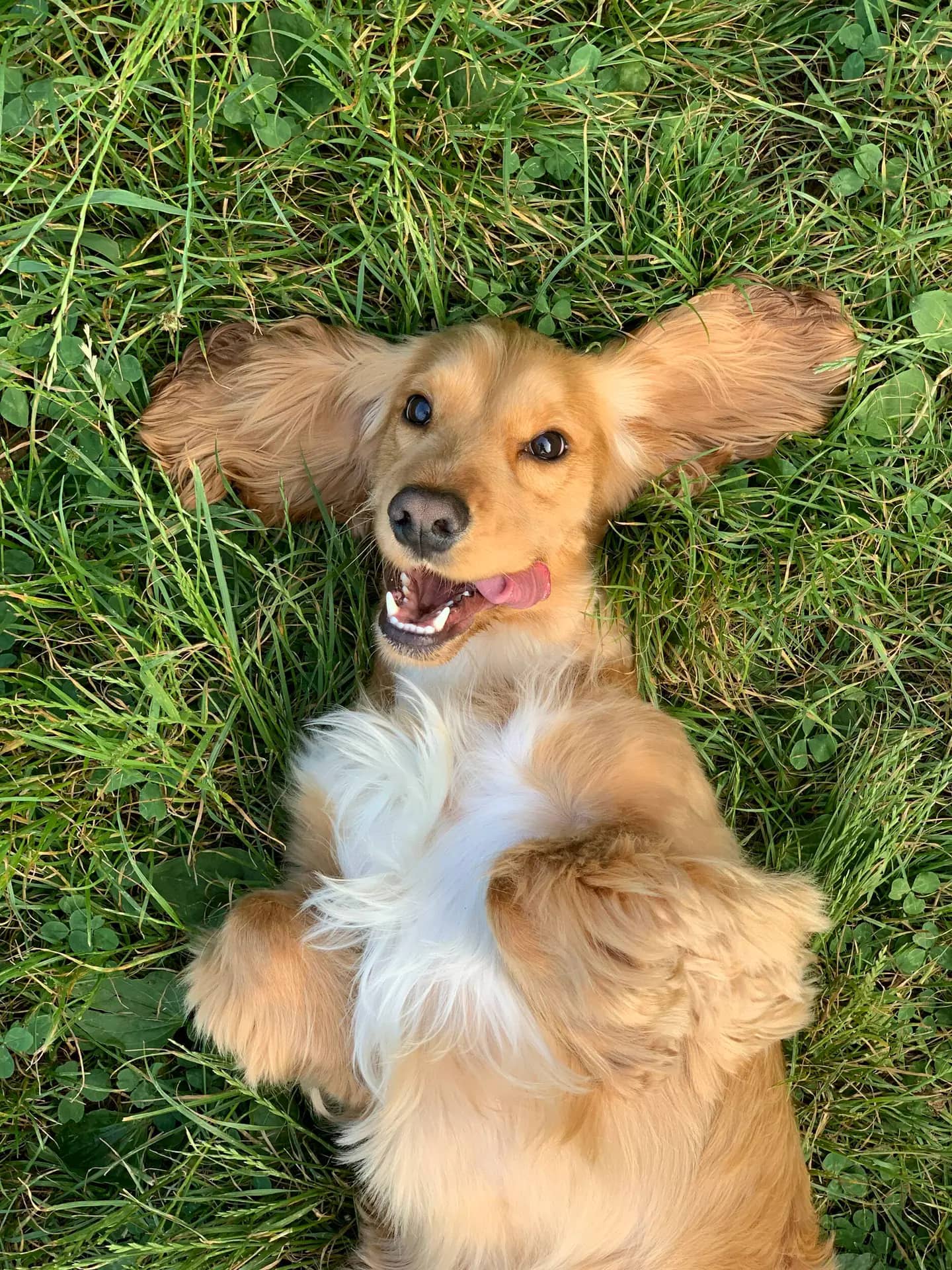 Freshly groomed puppy outdoors