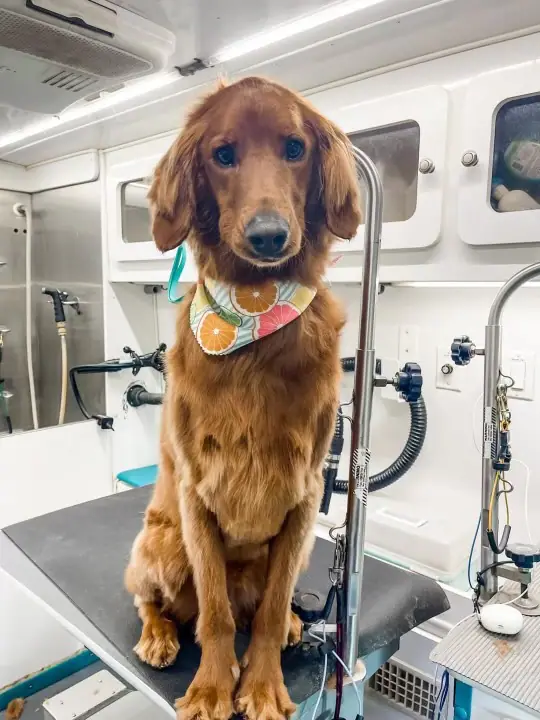 Freshly groomed dog from Gypsy Poodle Mobile Grooming gallery