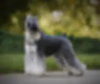 Miniature schnauzer after grooming