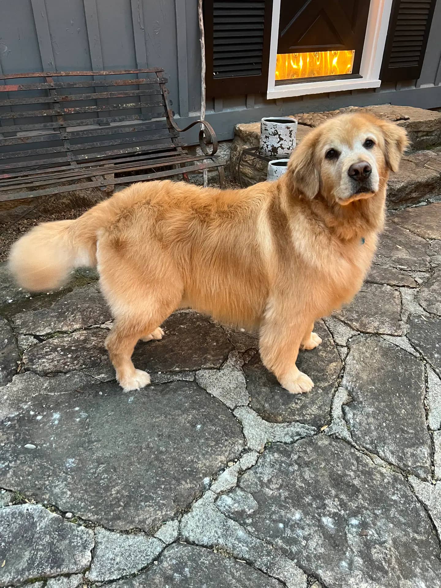 Dog grooming image from Asheville Mobile Grooming