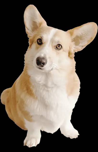 Walt's Perfect Pups trailer graphic